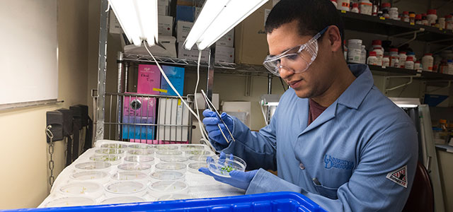 Student in College of Agriculture and Natural Resources working in an AG lab